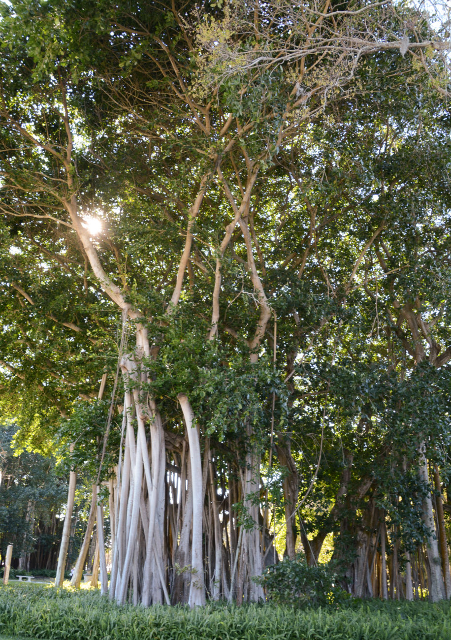 Wanderfeigen im Garten von The Ringling in Sarasota in Florida