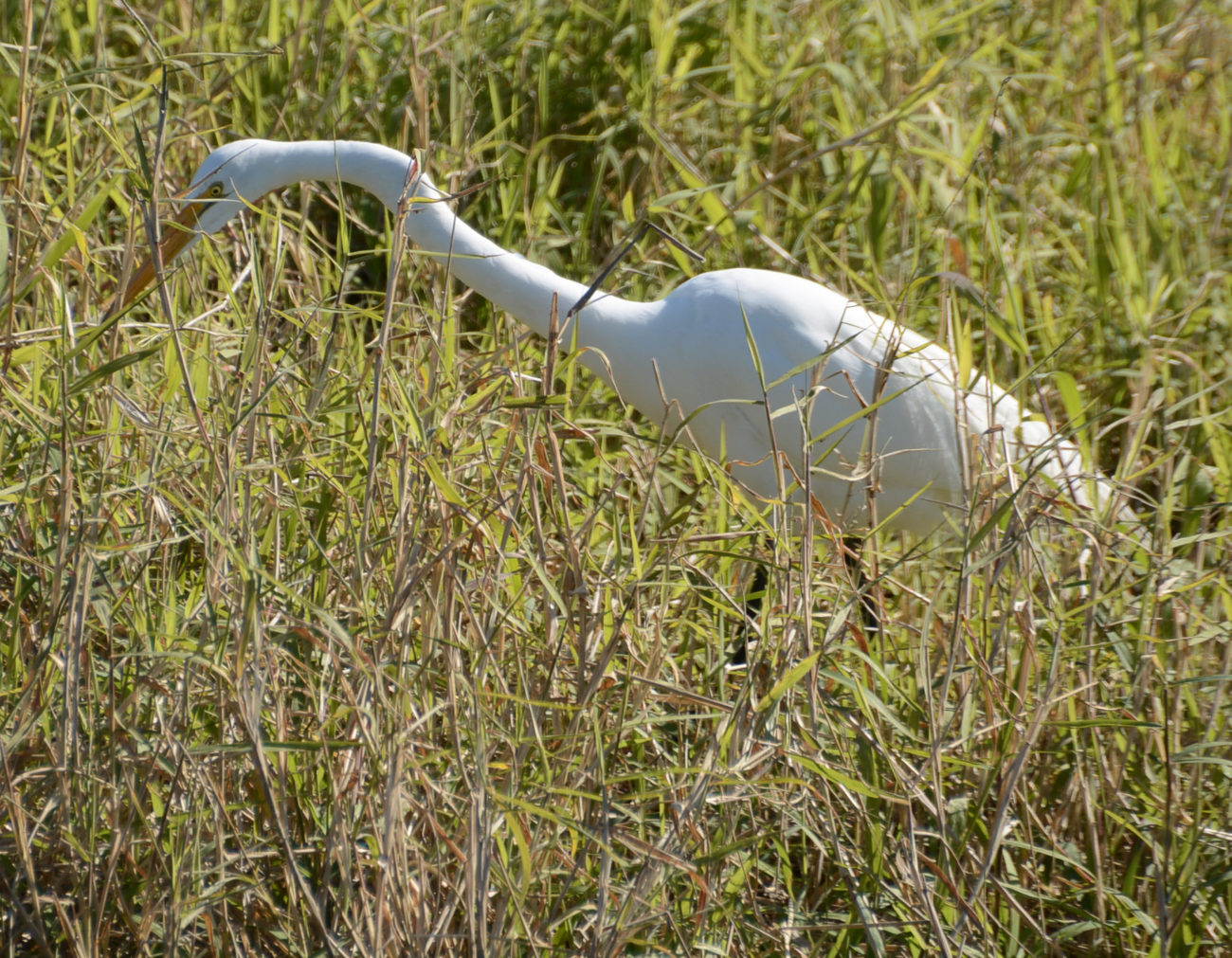 Ein schöner weißer Reiher im Myakka State Park in Florida
