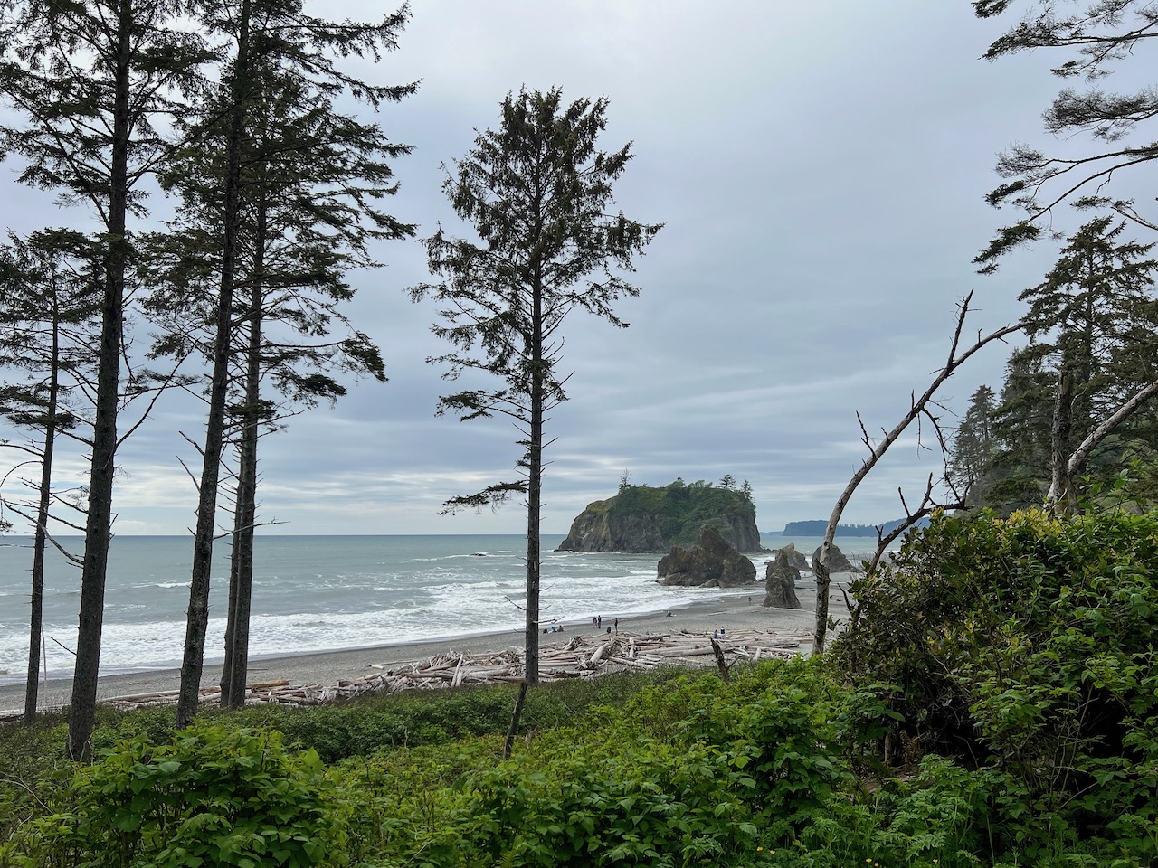 Wald und Totholz am Ruby Beach an der amerikanischen Pazifikküste